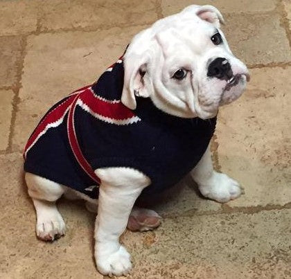 Union jack dog coat on sale