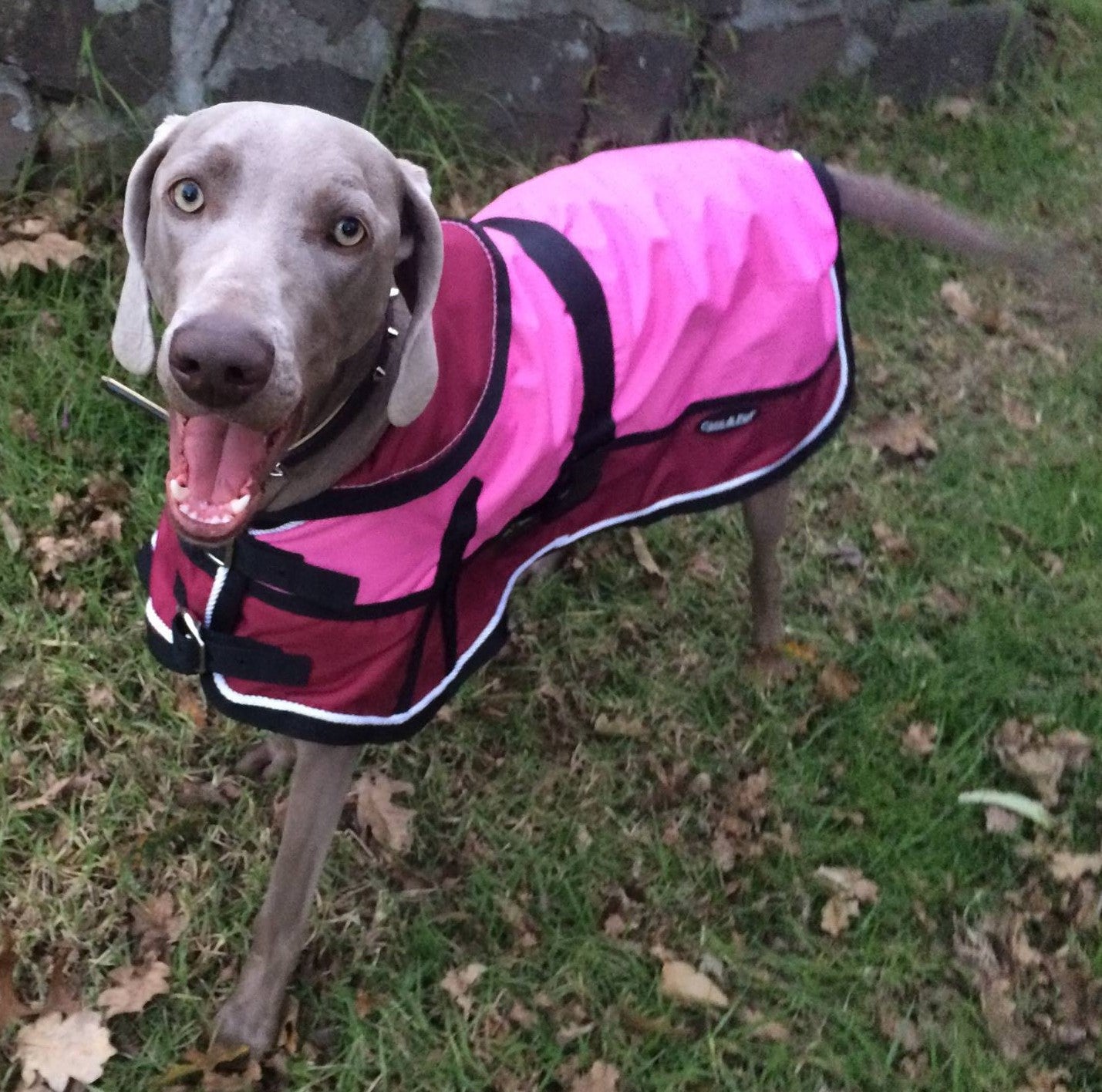 Waterproof Dog Coat 3022 Red Pink