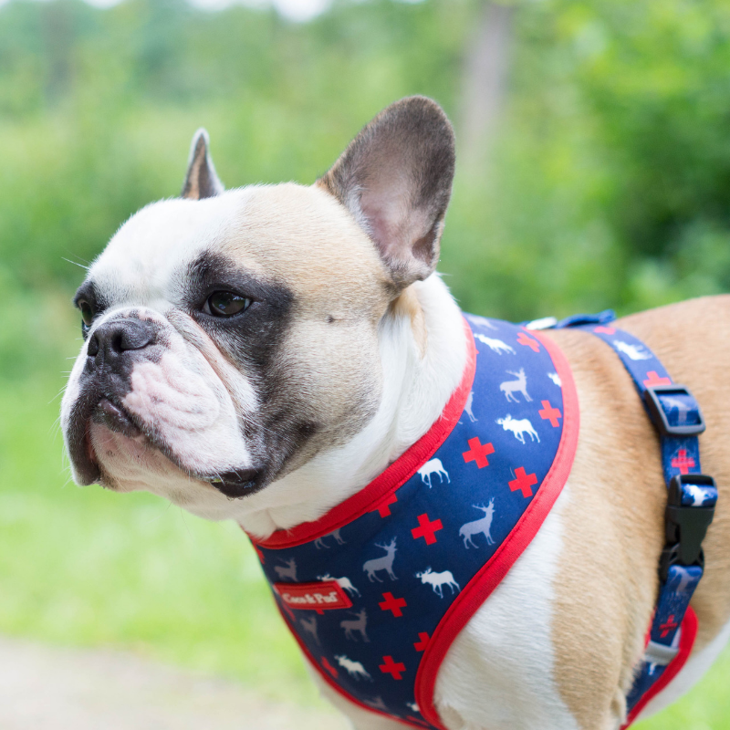 Pupreme leash online