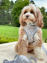 Maisie in Coco & Pud Amur Leopard Dog Harness