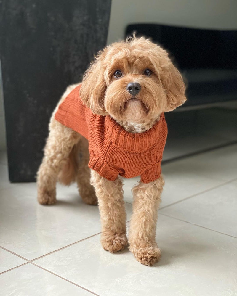 Asta in Coco & Pud Coco Cable Sienna Pet Sweater