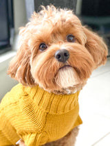 Asta in Coco & Pud Coco Cable Pet Sweater Mustard