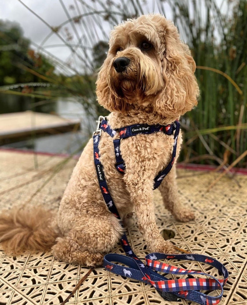 Bentley in Coco & Pud Fox & Friends Uniclip Lite Dog Harness
