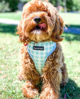 Cocobelle in Coco & Pud French Azure Dog Harness Reverse