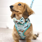 Coco & Pud Doxie Love Adjustable dog harness on long haired blonde dachshund