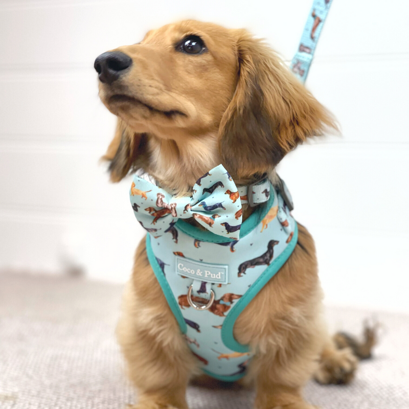 Doxie Love Adjustable Dog Harness Coco Pud