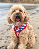 Humphrey in Coco & Pud Hamptons Dog Harness reverse