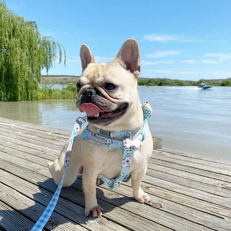 Daisy the Frenchie in Coco & Pud French Azure Uniclip Lite Dog Harness