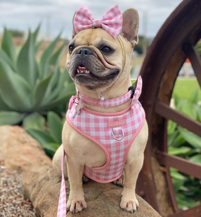 French bulldog in Gingham Rose Adjustable Dog Harness - Coco & Pud