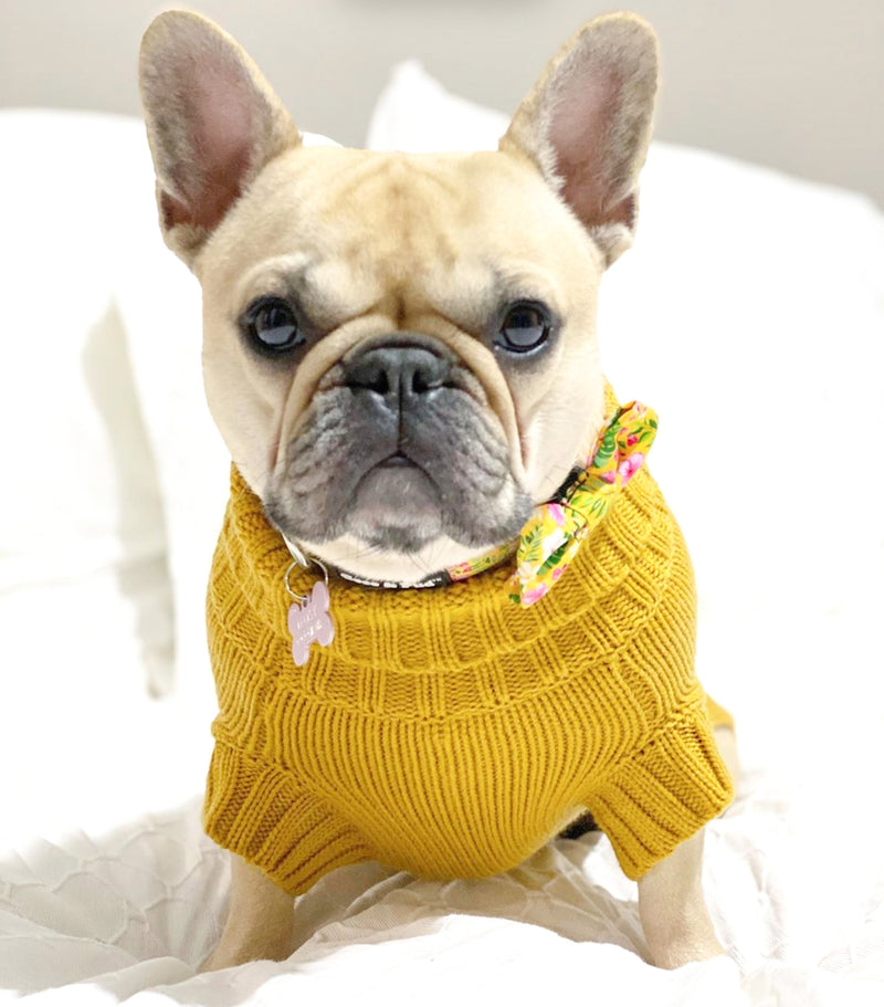 Daisy in Coco & Pud Coco Cable Pet Sweater Mustard