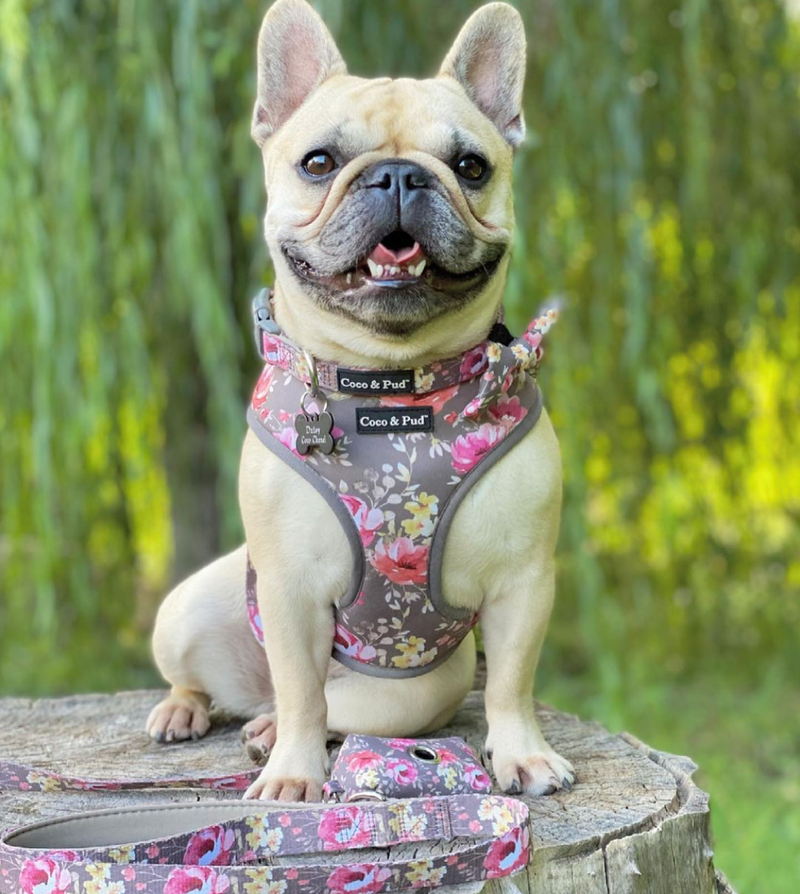 Daisy in Coco & Pud Vintage Garden Dog Harness