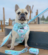 Daisy in Coco & Pud French Azure Dog Harness
