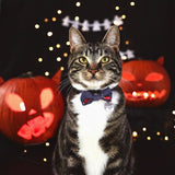 Diego in Coco & Pud Fox & Friends Cat Collar & Bow tie