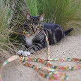 Diego in Coco & Pud Summer Sunrise Cat Lead