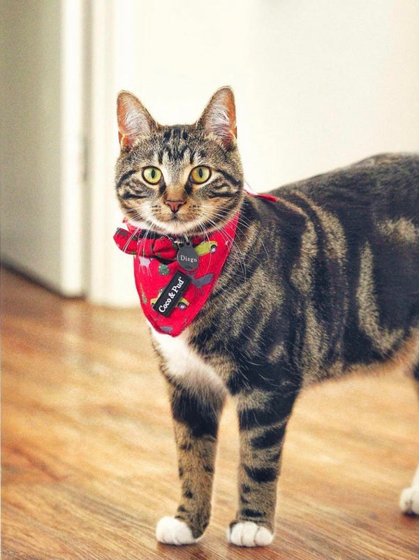 Diego in Coco & Pud Deck the Paws Christmas Cat Bandana