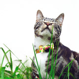 Diego in Summer Sunrise Cat Collar & Bowtie