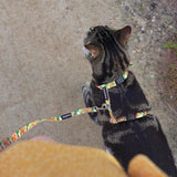 Diego in Coco & Pud Summer Sunrise Cat Harness