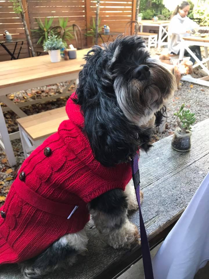 Coco & Pud Paris Dog Sweater - Red - Coco & Pud