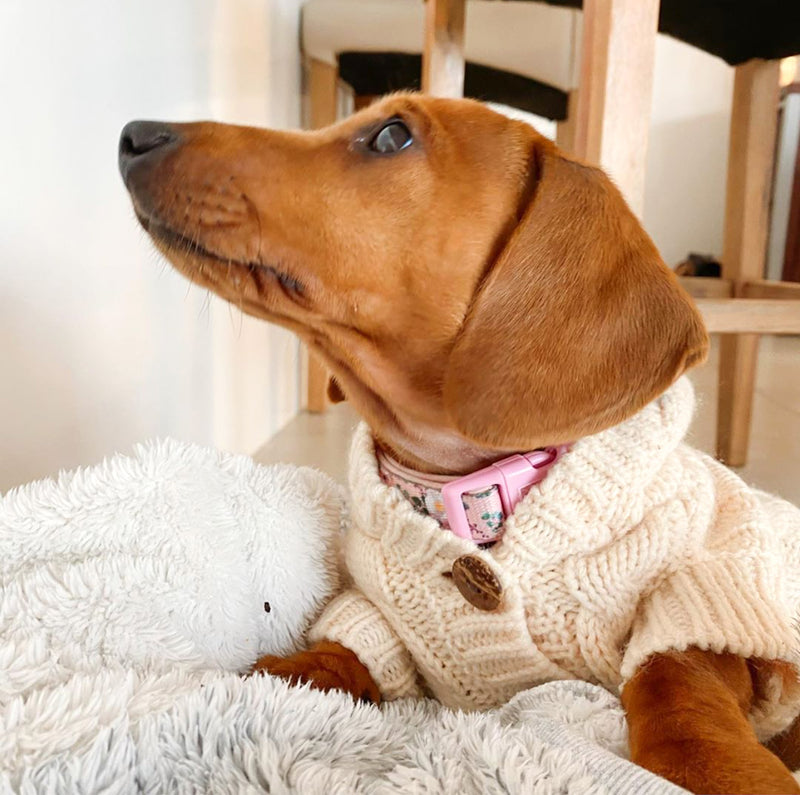 Daisy in Coco & Pud Edinbrugh Pet Sweater Cream