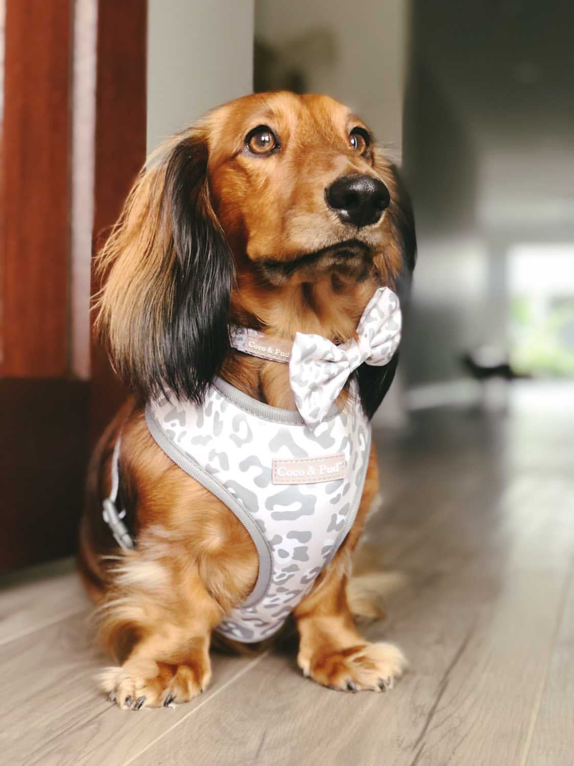 Henry in Coco & Pud Amur Leopard Dog Harness