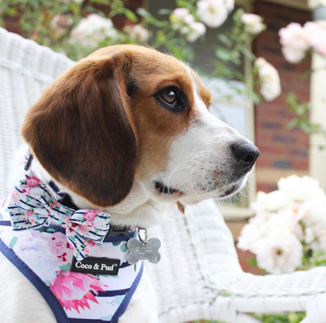 Flower dog harness deals