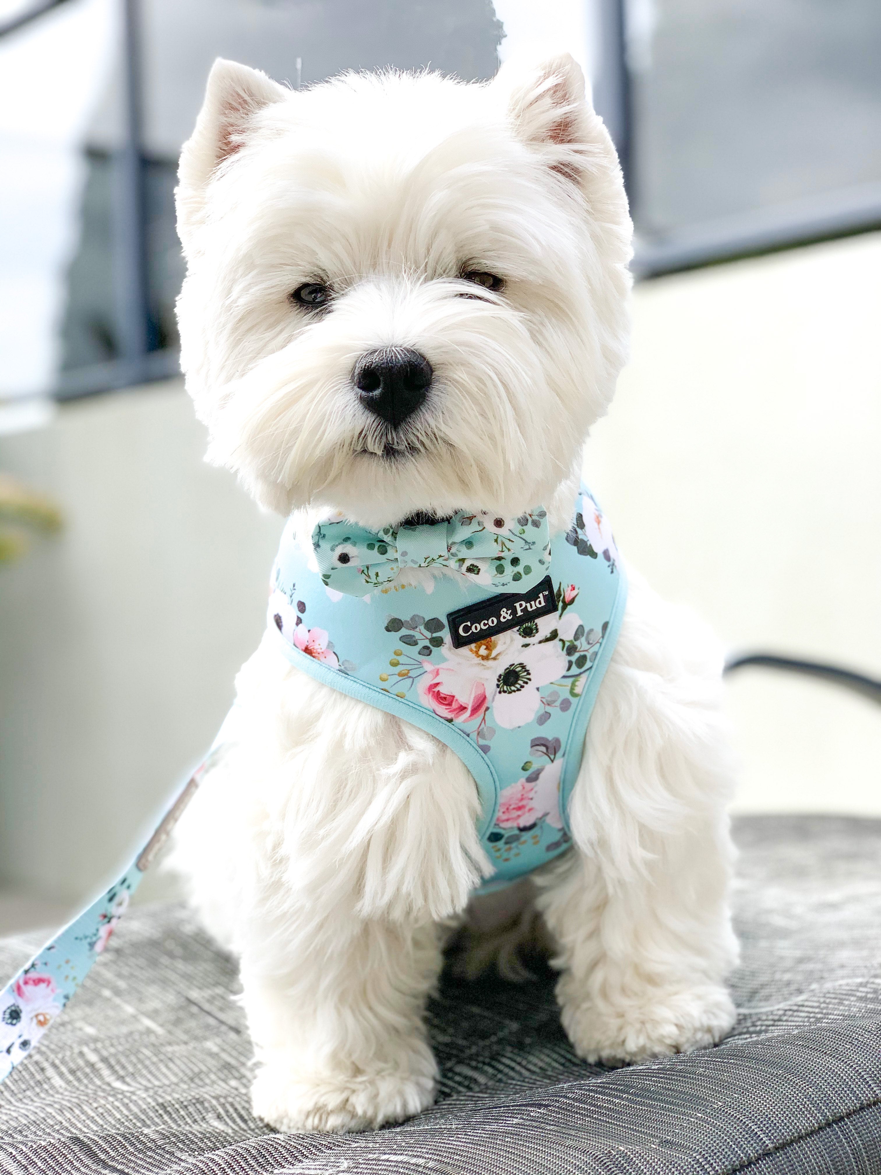 Jazz in Coco & Pud French Azure Dog Harness