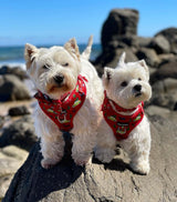 Hamish and JAzz in Coco & Pud Deck the Paws Adjustable Dog Harness