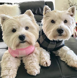 Coco & Pud Boston Dog Sweater - Pink - Coco & Pud