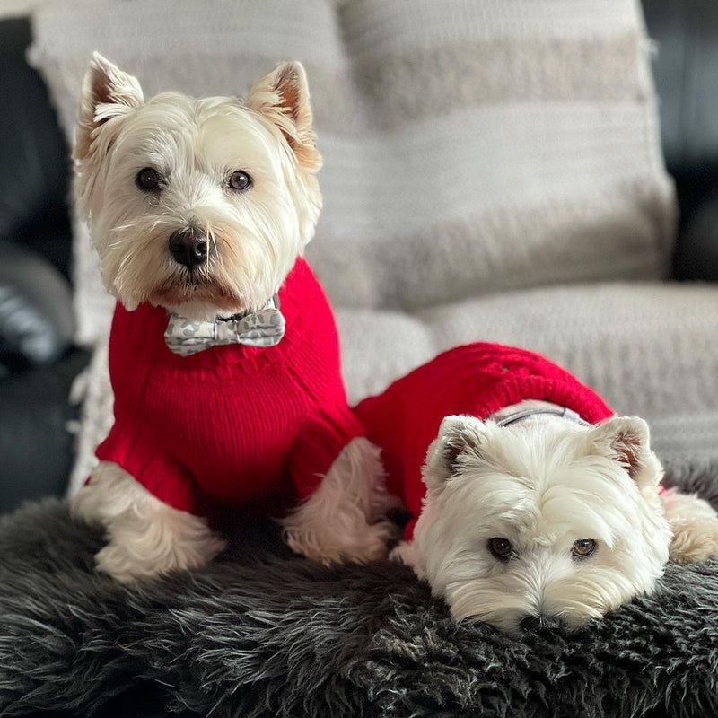 Hamish & Jazz in Coco & Pud Coco Cable Barn Red Dog Sweater