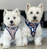 Hamish & Jazz in CXoco & Pud Birds of a Feather Reversible Dog Harness