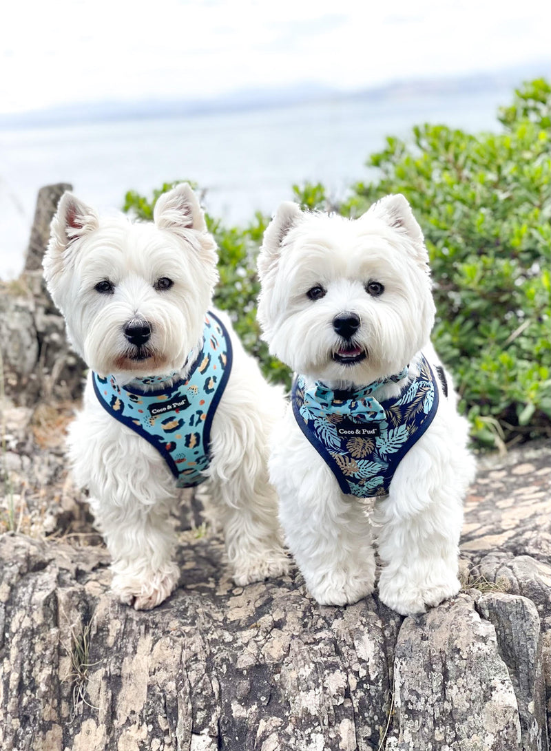 Hamish & Jazz in Coco & Pud Walk on the Wild Side Dog Harness