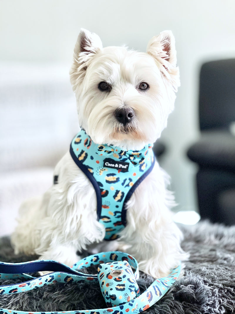 Hamish in Walk on the Wild Side Dog Harness