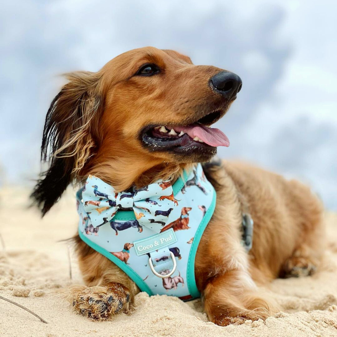 Henry in Coco & Pud Doxie Love Adjustable Dog Harness