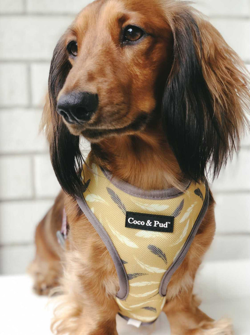 Henry in Coco & Pud Vintage Garden Dog Harness