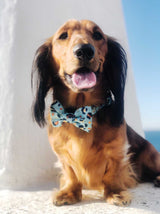 Henry in Coco & Pud Walk on the Wild SIde Dog Collar & Bowtie