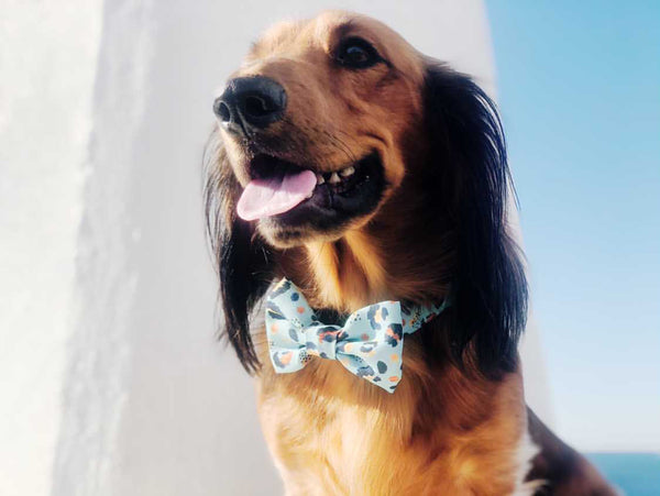 Henry in Coco & Pud Walk on the Wild Side Dog Bowtie
