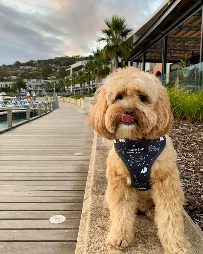 Humphrey in Coco & Pud Luna Bear Dog Harness