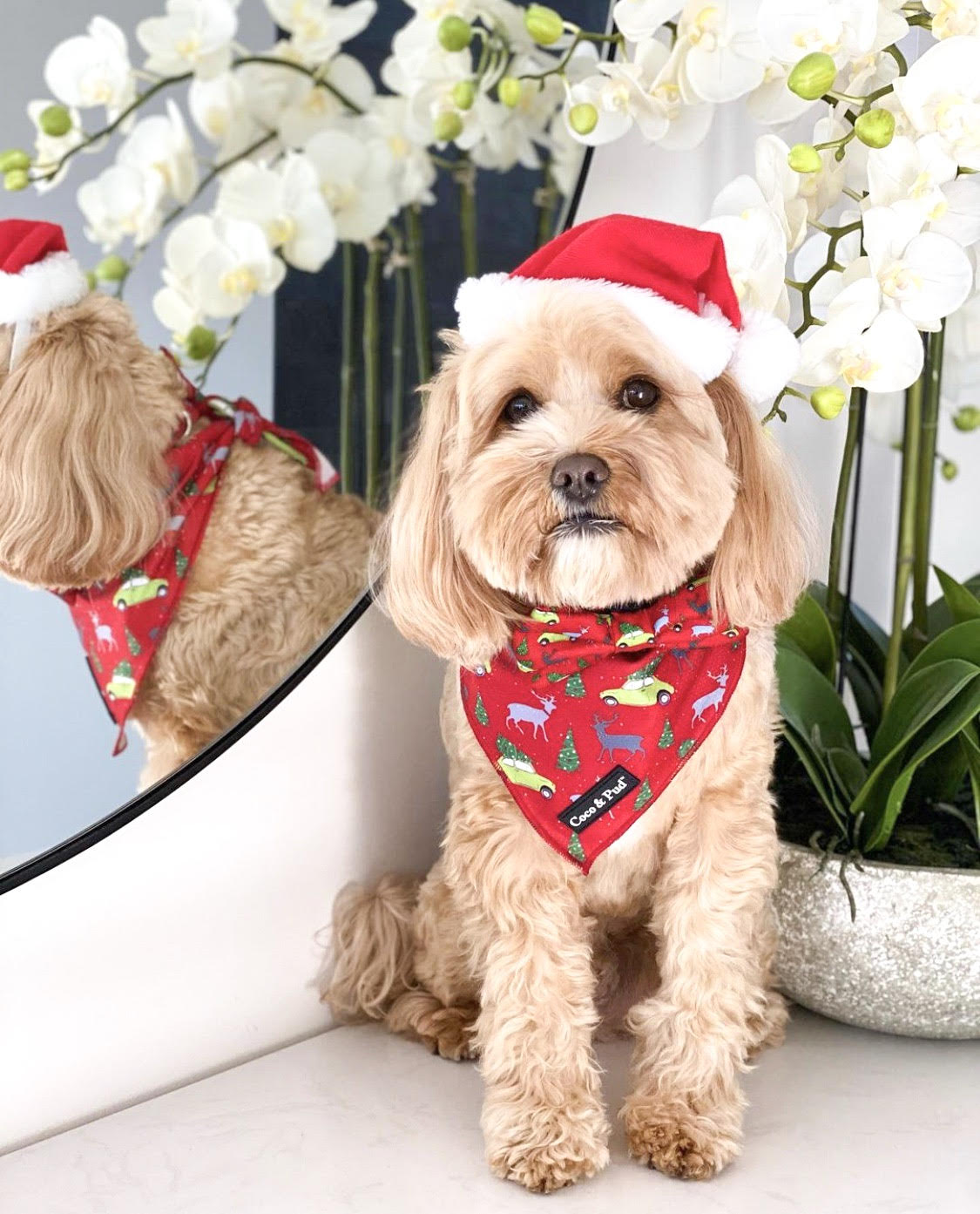 Asta in Coco & Pud Deck the Paws Christmas Dog Bandana