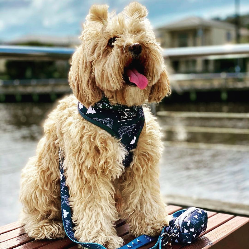 Humphrey in Coco & Pud Luna Bear Dog harness