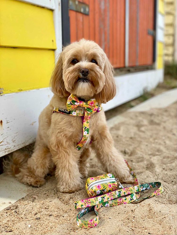 Humphrey in Coco & Pud Summer Sunrise Uniclip Lite Dog Harness