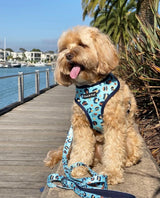 Humphrey in Walk on the Wild Side Dog Harness