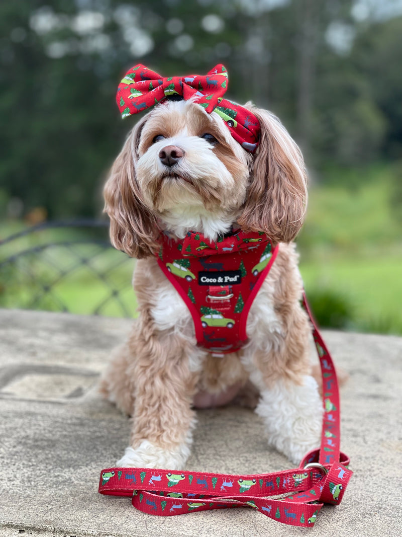 Maisie in Coco & Pud Deck the Paws Adjustable Dog Harness
