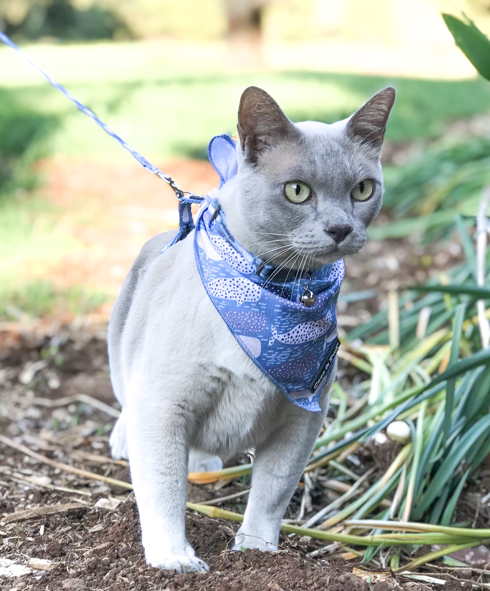 Coco Pud Whale of a Time Cat Bandana