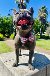 Coco & Pud Peony Dog Collar & Bowtie