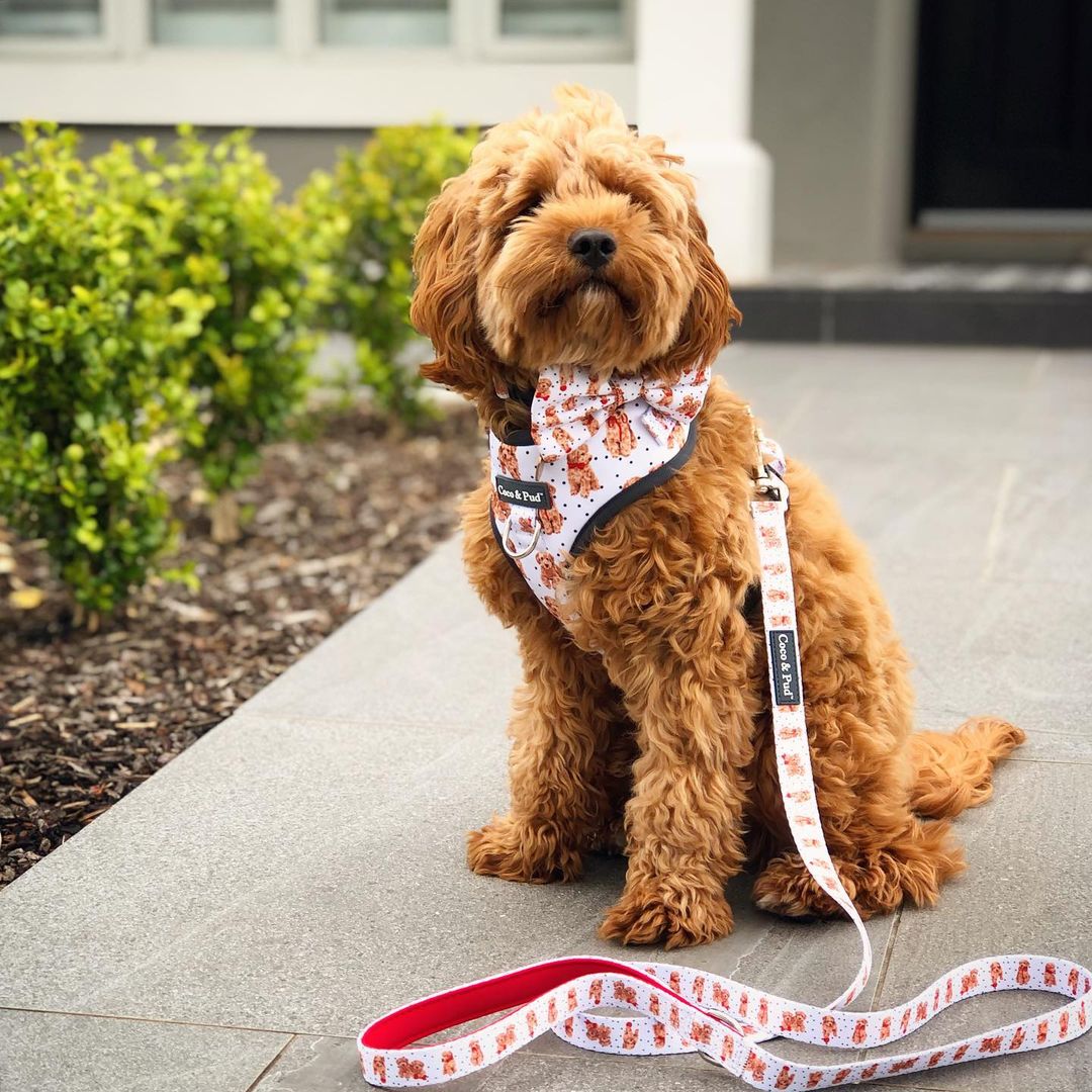 Best harness for toy poodle best sale