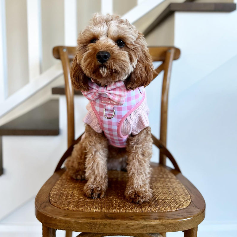 Kiki in Coco & Pud Pink GIngham Dog Harness & Rose Sweater