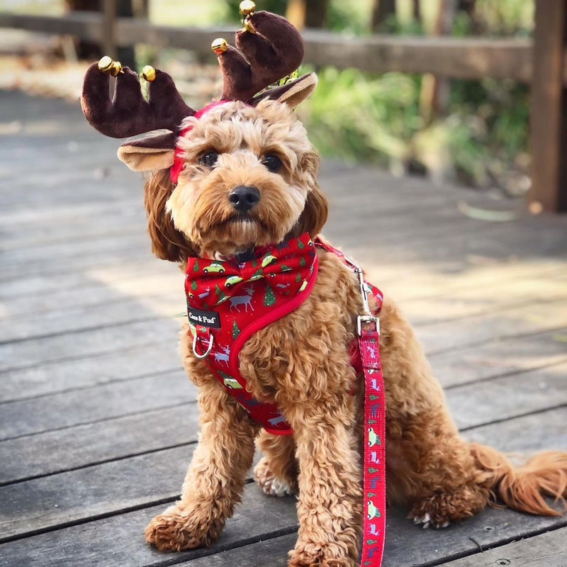 Kiki in Coco & Pud Deck the Paws Adjustable Christmas Dog Harness