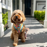 Kiki in Coco & Pud Brush with Nature Adjustable Dog Harness