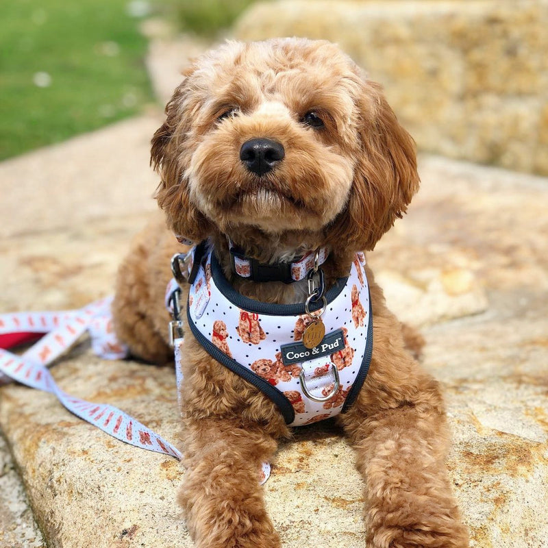Cute Cavoodle puppy Kiki in Oodles of Fun Adjsutable Dog Harness - Coco & Pud