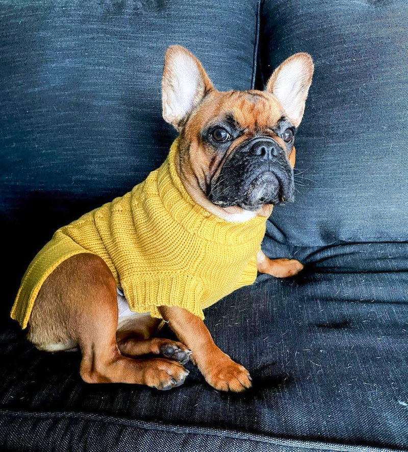 Frankie in Coco & Pud Coco Cable Pet Sweaters Mustard